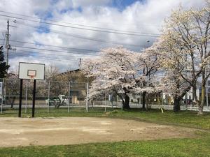 写真：材木町公園の桜1