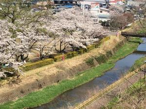 写真：鳥谷ヶ崎公園の桜2