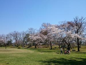 写真：鳥谷ヶ崎公園の桜3