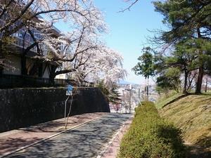 写真：花巻小学校周辺の桜2