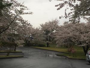 写真：詩の森公園の桜2