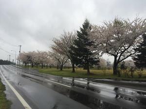 写真：詩の森公園の桜3