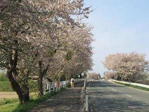 写真：りんご橋の桜6
