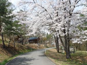 写真1：桜が咲く公園内