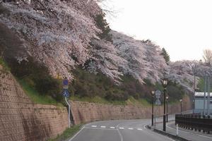 写真：市役所周辺の桜1