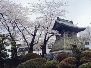 写真：時鐘横の桜1