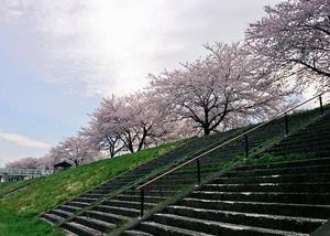 写真：北上川堤防の桜1