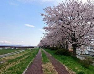写真：北上川堤防の桜2