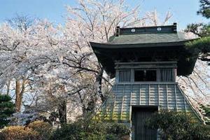 写真：時鐘横の桜2
