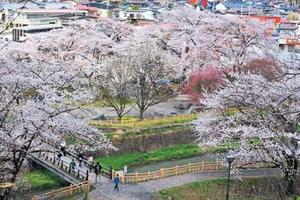 写真：鳥谷ヶ崎公園の桜1