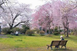 写真：ぎんどろ公園の桜