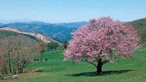 写真：宇瀬水の一本桜