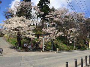 写真：花巻神社の桜1
