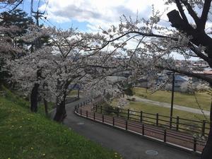 写真：円城寺坂の桜2