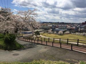 写真：円城寺坂の桜1