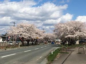 写真：上小舟渡の桜1