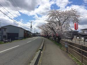 写真：上小舟渡の桜2