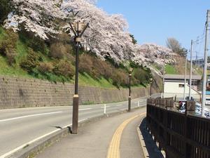 写真：市役所周辺の桜2