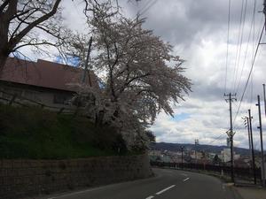 写真：市役所周辺の桜4