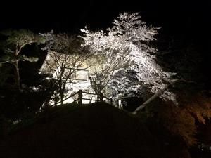 写真：時鐘横の桜3