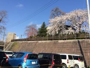 写真：市役所周辺の桜3