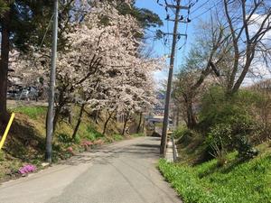 写真：花巻神社の桜3