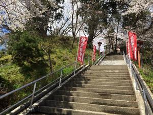 写真：花巻神社の桜4