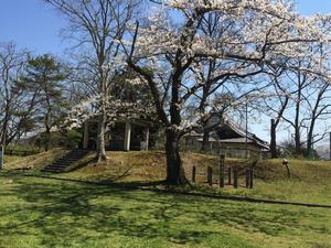 写真：鳥谷ヶ崎公園の桜4