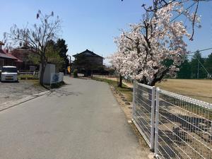 写真：花巻小学校周辺の桜4