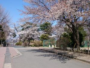 写真：花巻小学校周辺の桜1