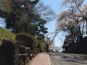 写真：花巻小学校周辺の桜3