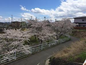 写真：下北万丁目公園の桜