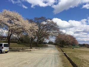 写真：中根子グラウンドの桜