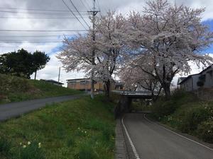写真：藤沢町の桜