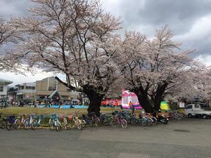 写真：ビバハウスの桜