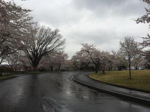 写真：詩の森公園の桜1