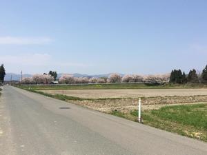 写真：りんご橋の桜1