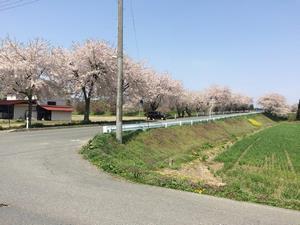 写真：りんご橋の桜2
