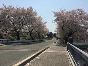 写真：りんご橋の桜3