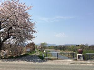 写真：りんご橋の桜4