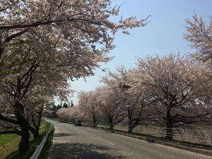 写真：りんご橋の桜5