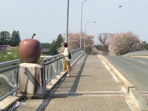 写真：りんご橋の桜7
