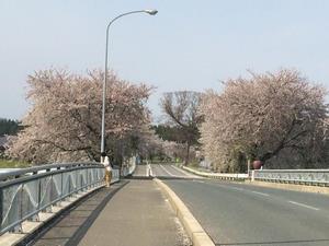 写真：りんご橋の桜8