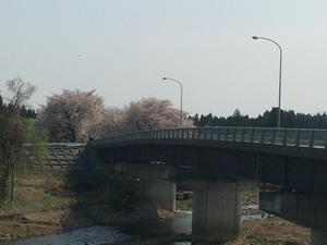 写真：りんご橋の桜9