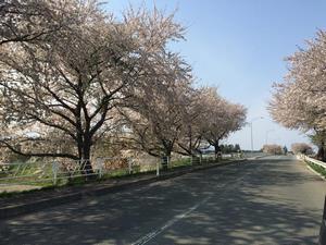 写真：りんご橋の桜10