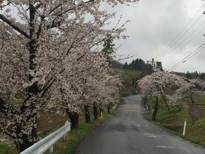 写真：胡四王橋そばの桜1