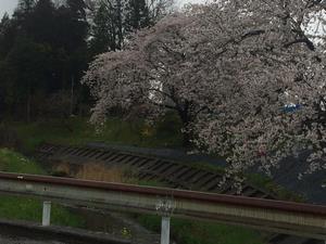 写真：胡四王橋そばの桜2