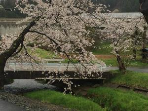 写真：胡四王橋そばの桜3