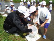 写真1：採集した水生生物を調べる子ども達1