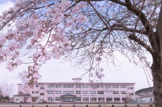 写真：石鳥谷小学校・桜